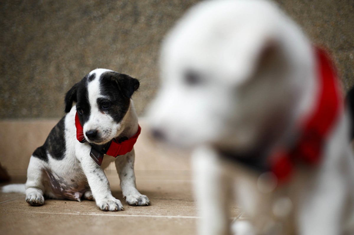 殺される犬や猫をゼロに 東京五輪までに達成するための鍵は見つかっている