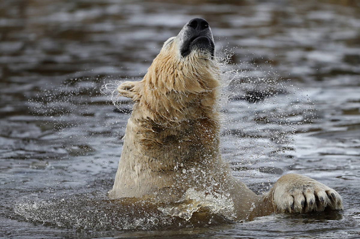気候変動がホッキョクグマを絶滅させる 米の報告書が警告 気候変動がホッキョクグマを絶滅させる 米の報告書が警告