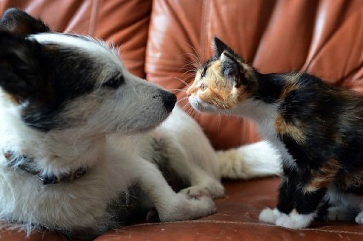 殺処分されるのは犬猫だけではない モルモットやスッポンも捨てられている