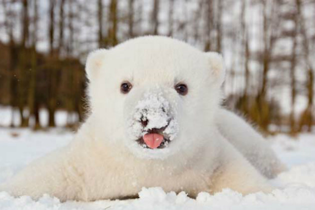 But let's be real, we'd take that eskimo kiss anyway.