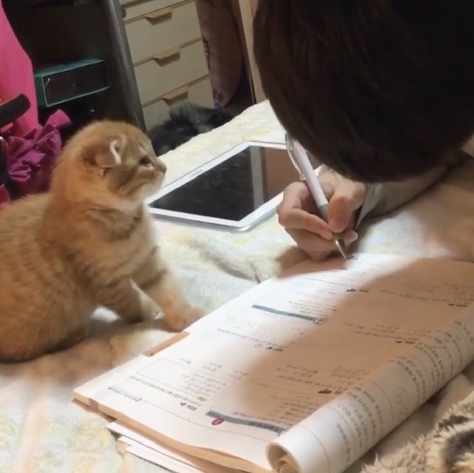 ボクと遊んで!宿題を邪魔する甘えん坊の子猫がかわいすぎる