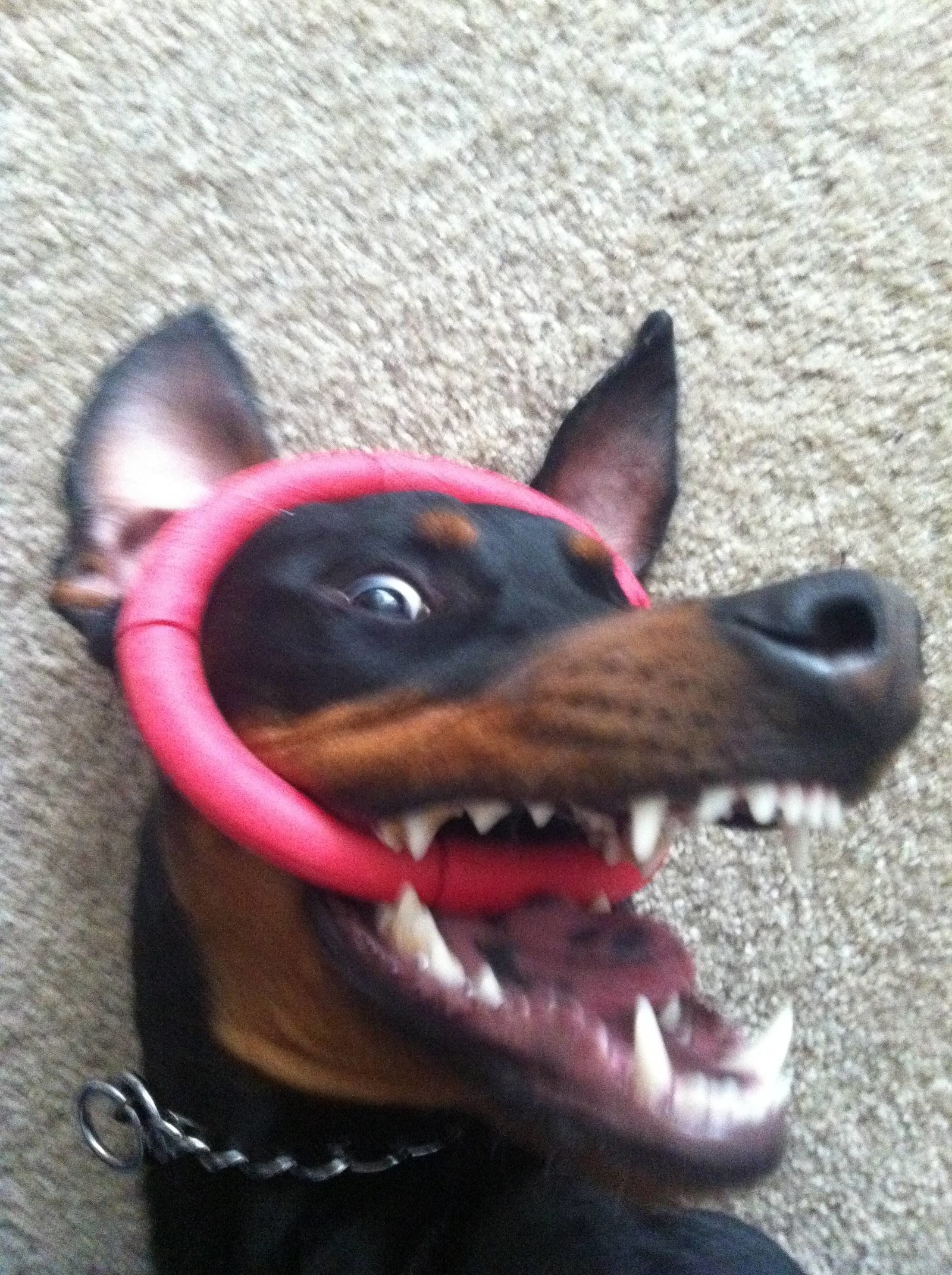 24 Reasons Dobermans Are Truly Scary, Dangerous Dogs