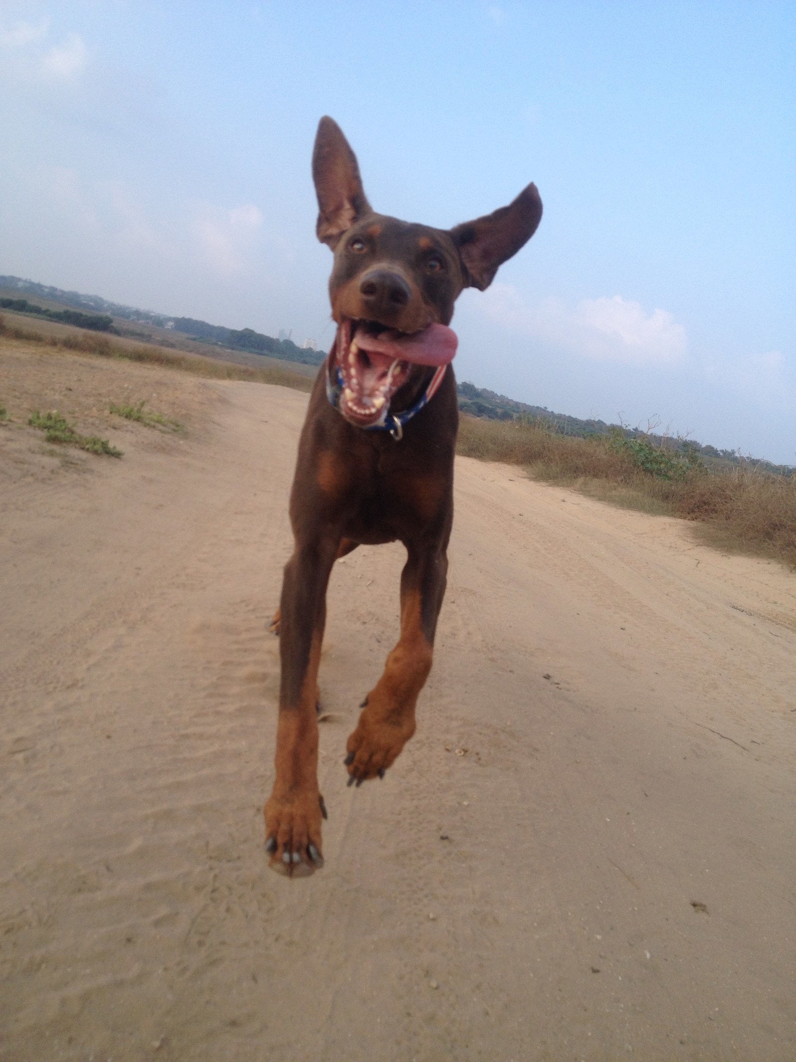 are dobermans dangerous