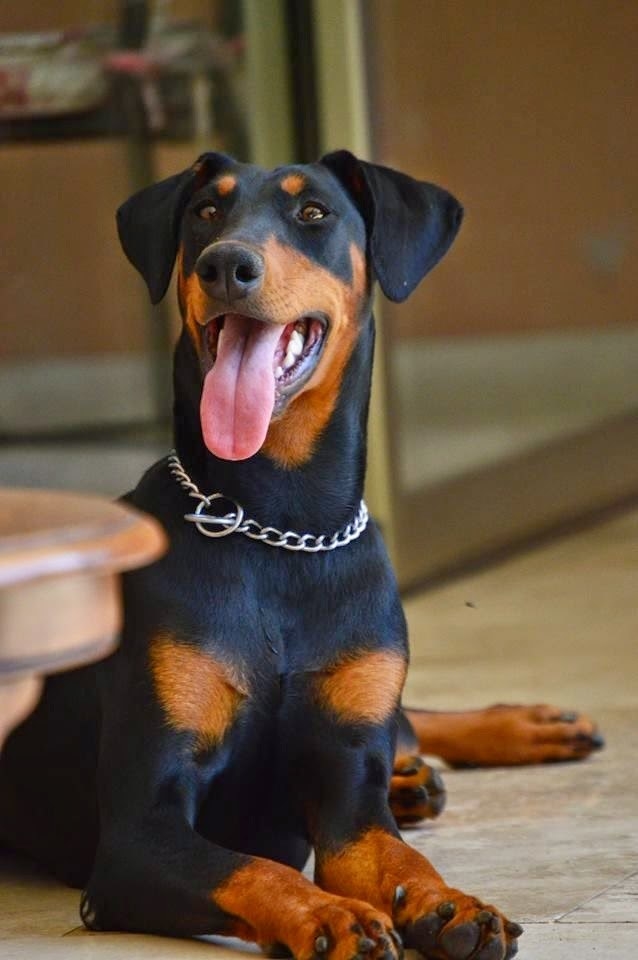 vicious doberman pinscher