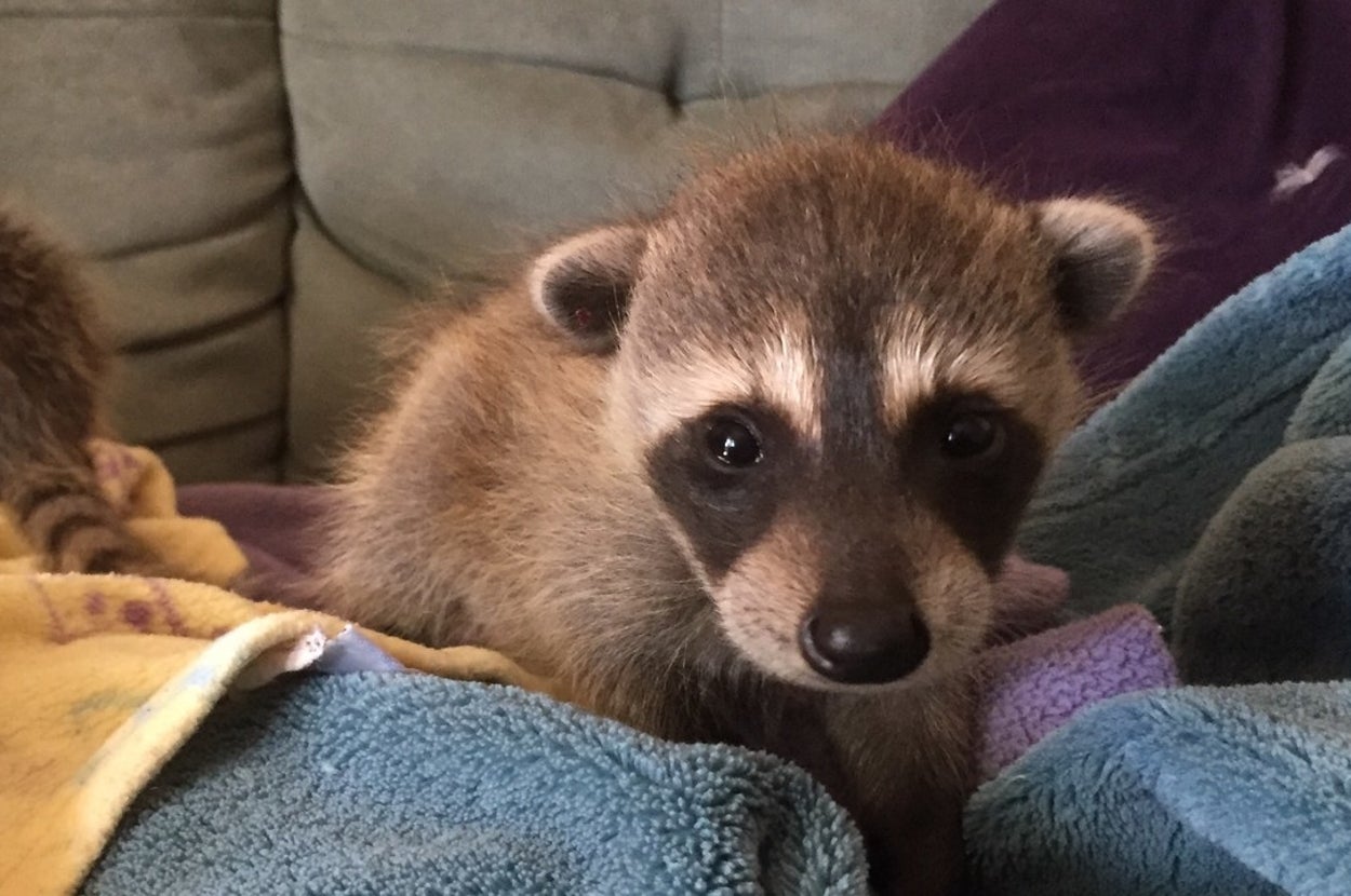 Ababy Raccon These Baby Raccoons Were Accidentally Transported Across The Country