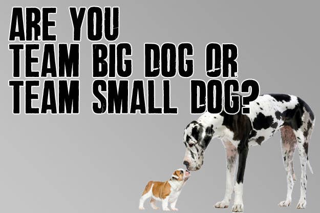 why small dogs are better