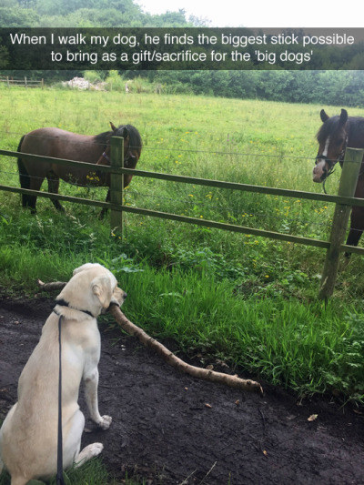 When this doggo was ridiculously heartwarming.