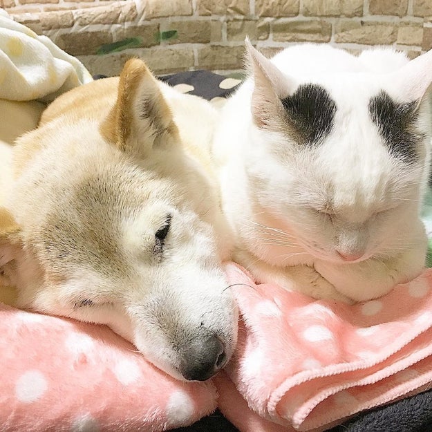 認知症の犬しのちゃん（♀）と野良猫生活の長かったくぅちゃん（♂）の友情をつづるInstagramアカウントがあります。