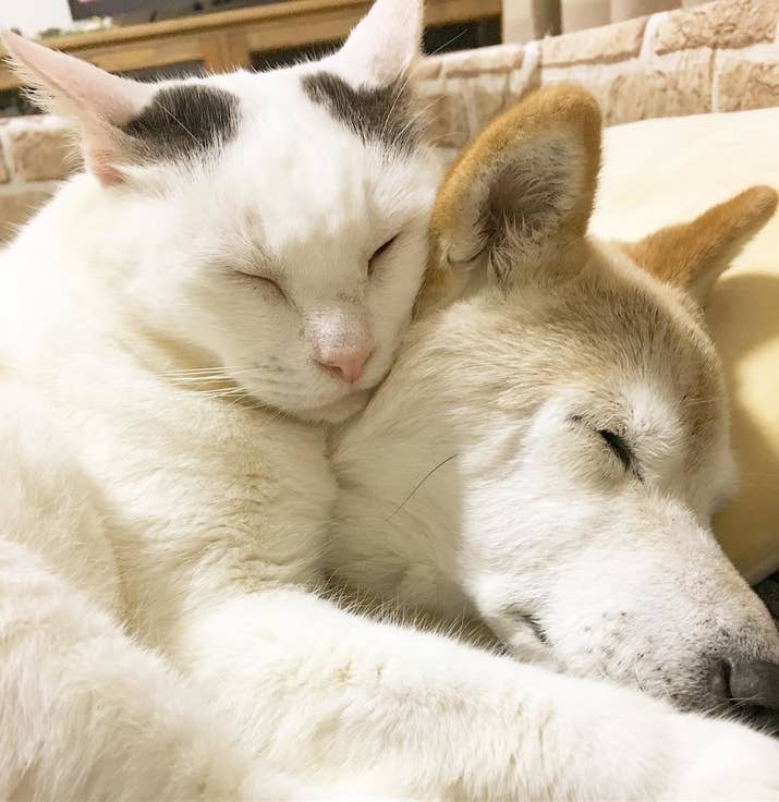 引っ越しと同時に、しのちゃんも室内犬になりました。「それから、くぅはしのにベッタリ」でも、最初はくぅちゃんの一方通行の愛だったといいます。「最初はイヤがって触らせなかったしのですが、諦めないくぅに根負けし、両思いになりました」