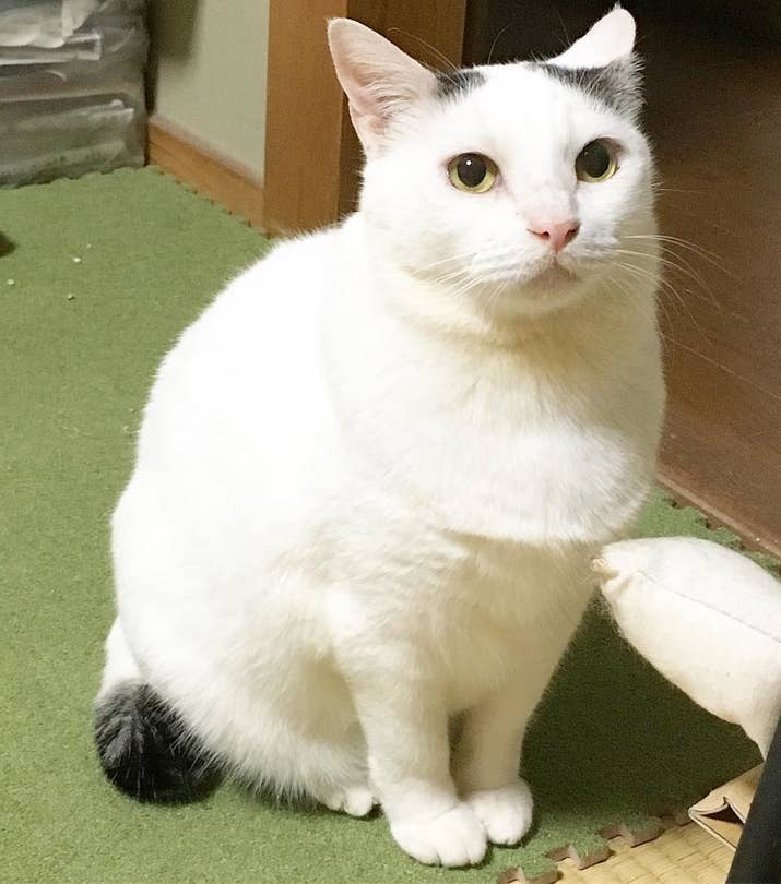 野良猫だったくぅちゃんが家にやってきたのです。当時、しのちゃんは庭の犬小屋にいました。「玄関ドアの隙間からチラッと見えたしのに、くぅが一目惚れしたんです」