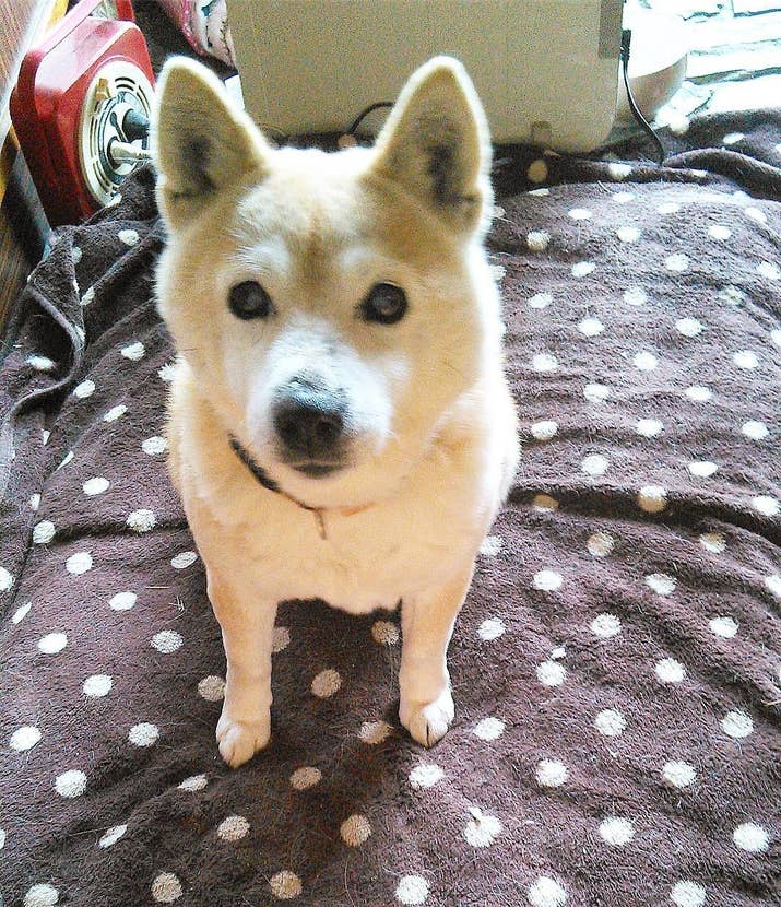 飼い主さんはBuzzFeedにこう話します。「町内の車道を、しのが走って大渋滞を起こしていたのを保護しました。首輪をした状態で長く野良生活をしていたようです。ドブに長年つかっていたような悪臭を放ち、全身ひどい皮膚病になっていました」