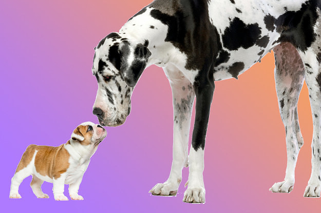 Are You Team Big Dog Or Team Small Dog?