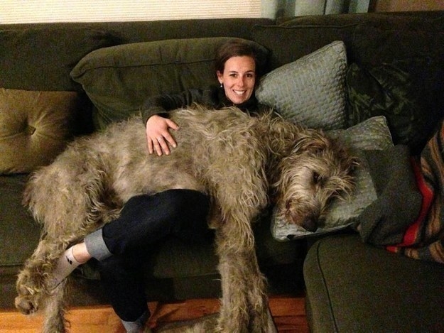 A woman sleeping with her giant dog