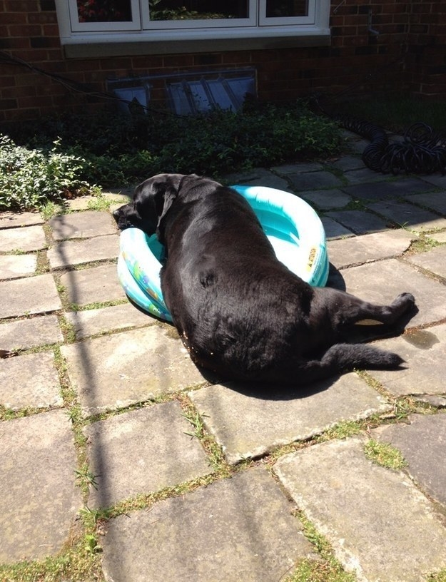 A big dog looking massive next to a kiddie pool