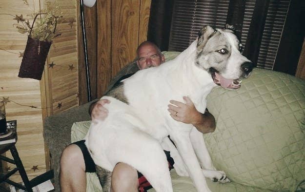 A big dog sitting on someone&#x27;s lap on the couch