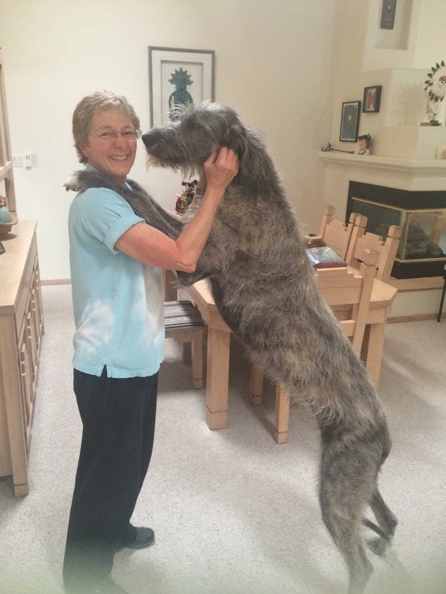 A woman dancing with her big dog