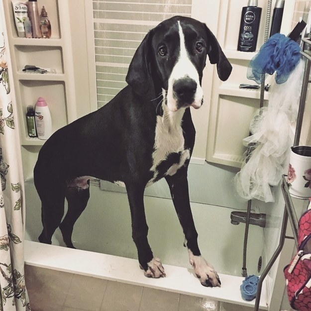 A big dog in the shower