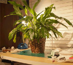 19 Things You'll Understand If You've Ever Had A Houseplant