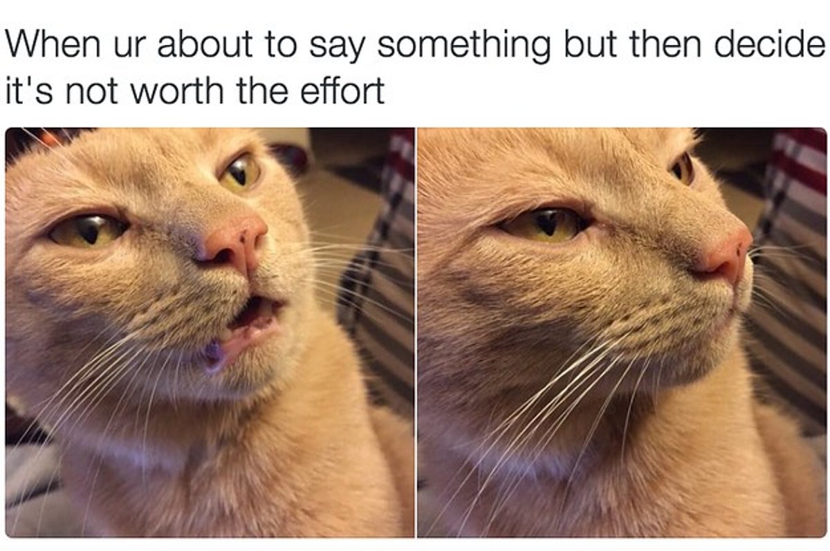 18 Times Cats Were Actually Relatable Af