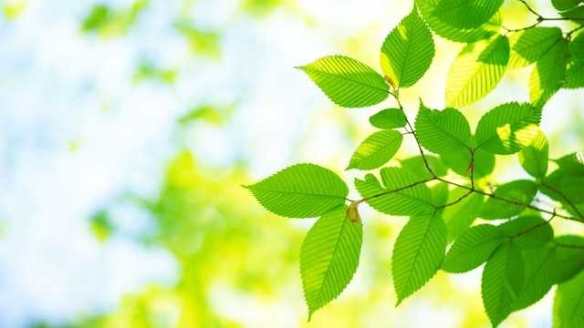 Even while driving a car, with the help of REFORESTUM your CO2 footprint can vanish.