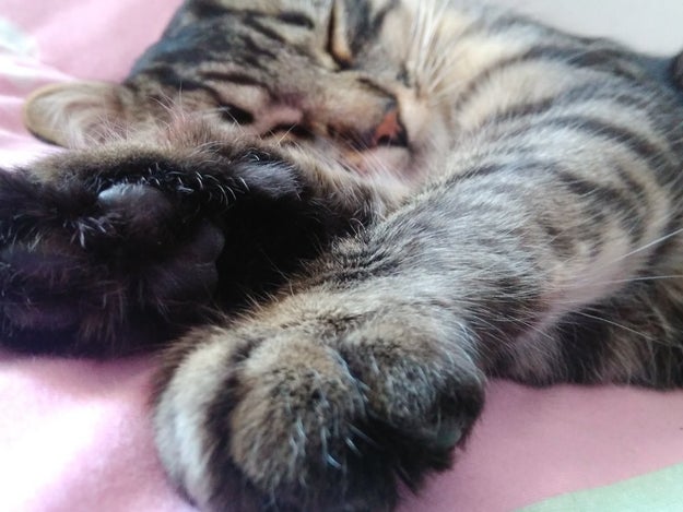 "Wow, your cat sheds a lot!"