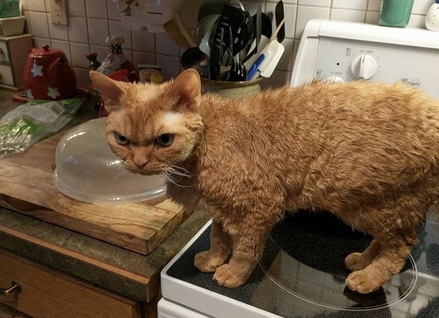 "You let your cat climb up on top of the ______?"
