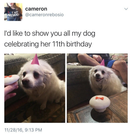 This happy 11-year-old doggy: