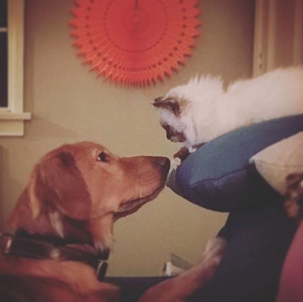 They do everything together, like staring at each other.