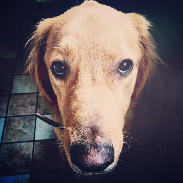 This is Lewis, a damn cute golden retriever.