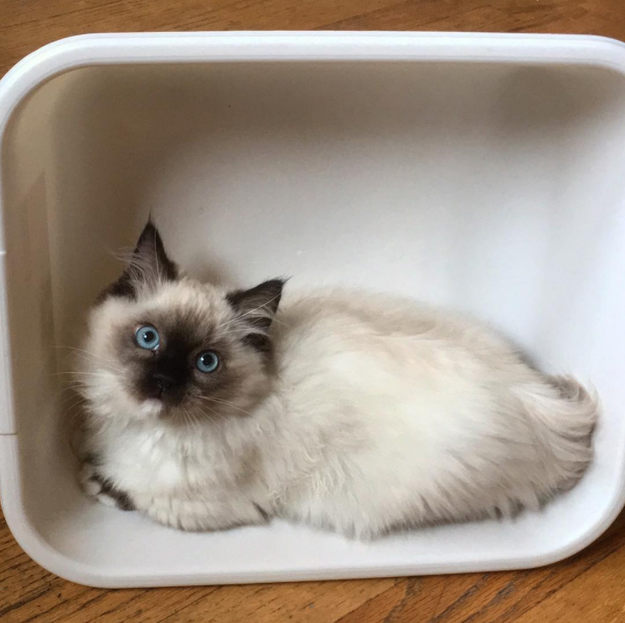 And this munchkin kitty is The Whampus, Lewis' cat brother.