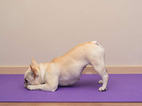 Downward-Facing Dog