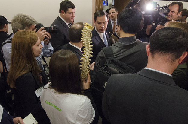 Greenpeace Literally Brought Marco Rubio A Spine To Mock His ... - BuzzFeed News