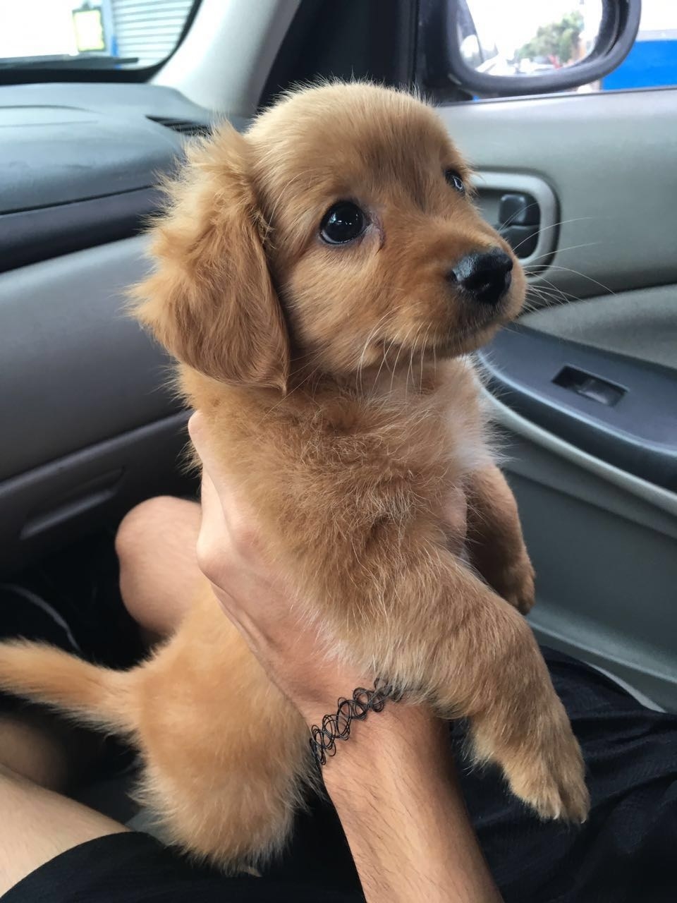 29 Puppies Who Are Far Too Cute For This World