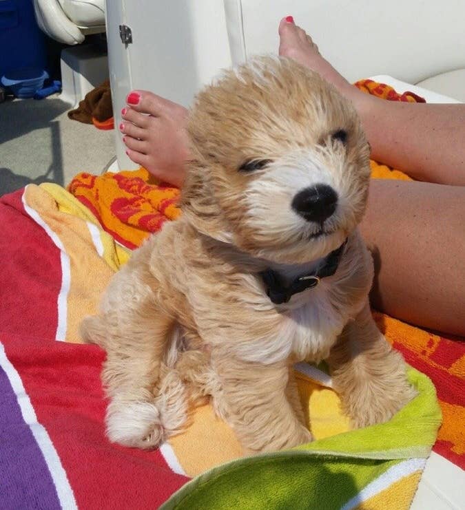 29 Puppies Who Are Far Too Cute For This World