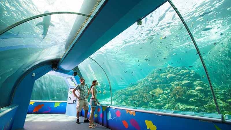 Reef HQ is known to be the world’s largest indoor coral reef! It is known to be a “great way to experience the Great Barrier Reef without getting wet”.