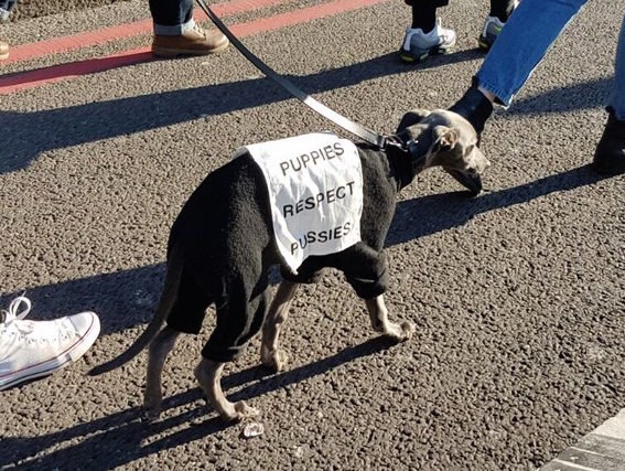 This wee greyhound, who has the right idea.