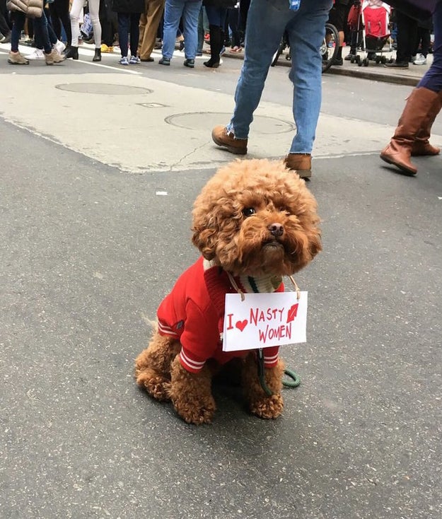 This awesome doggo at the NYC march.