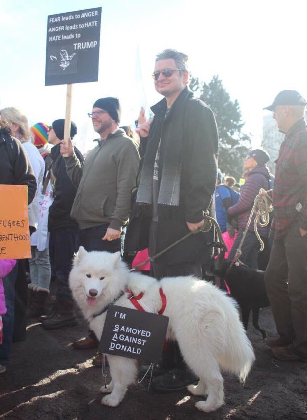 This sassy samoyed.