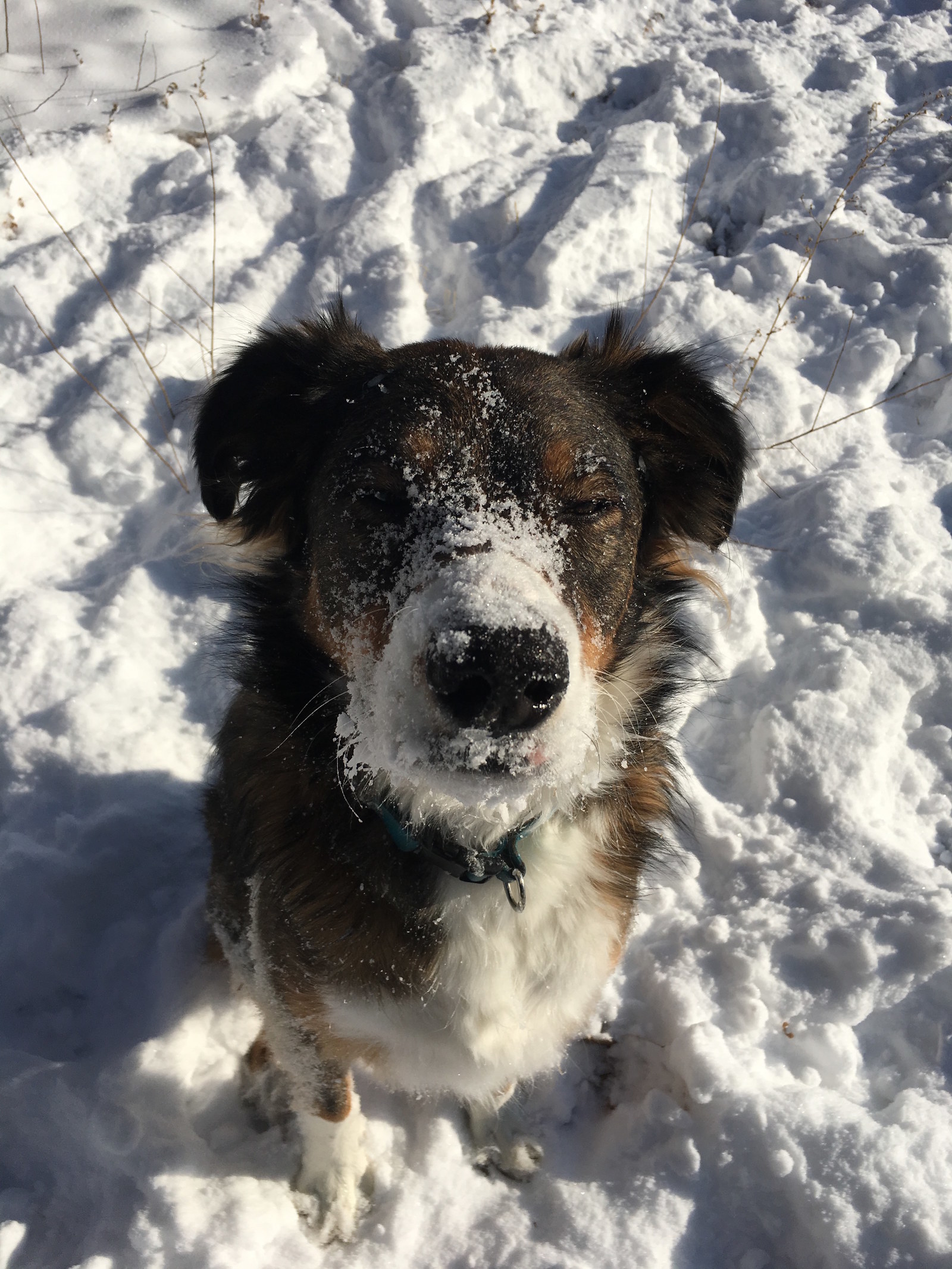 Literally Just 25 Pups Playing In The Snow