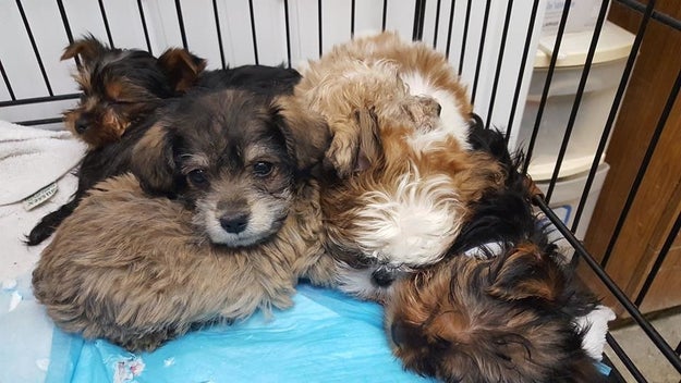 There were no fatalities, but two puppies were seriously injured and were rushed to a local veterinary hospital for medical care, where they were stabilized.