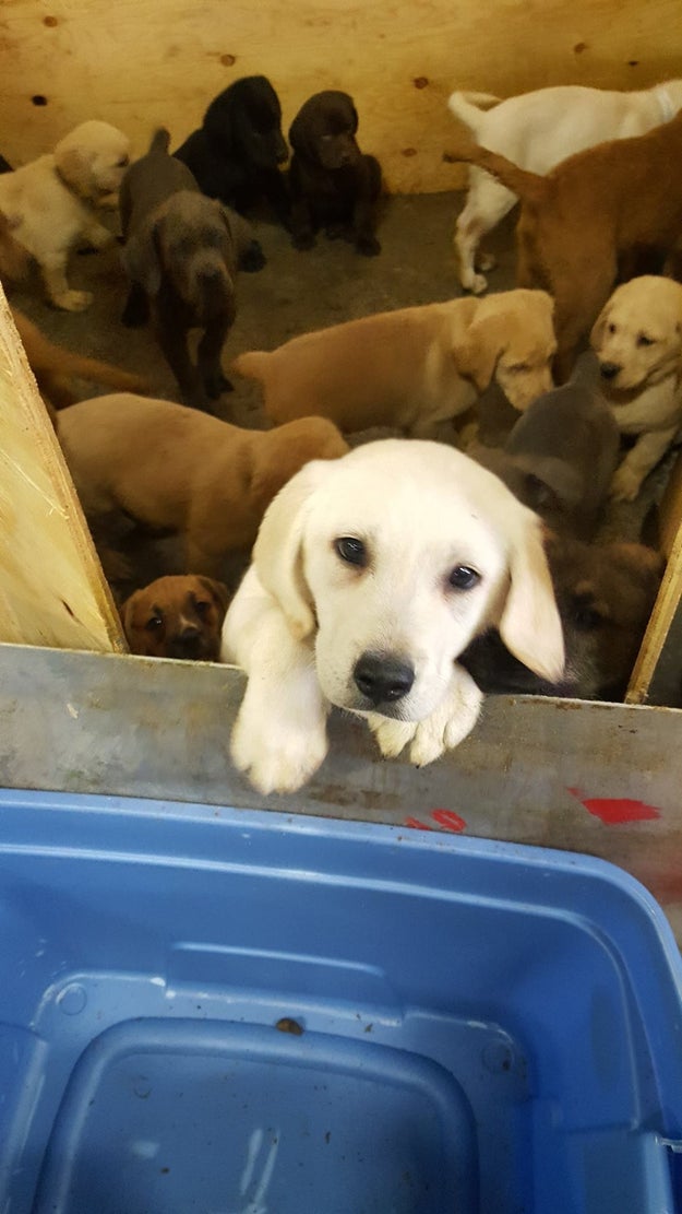 New York State Police removed the puppies from the overturned truck one by one, the Finer Lakes SPCA said.