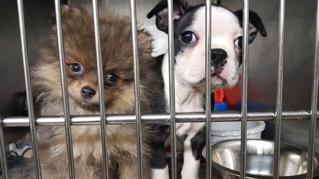 More than 100 puppies were rescued after a truck crashed and overturned on an upstate New York highway Tuesday.