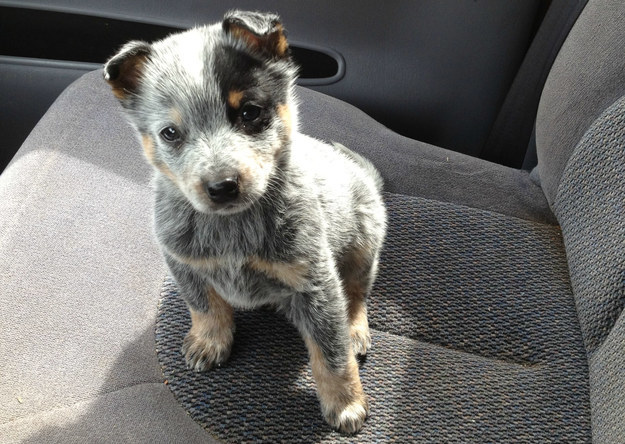 Can You Tell If These Puppies Are Cute Or Not