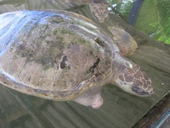 Turtle conservatories also nurse injured turtles back to health. In a rescue and save operation, turtles that have been injured by ships, boats, debris and other factors are kept in large tanks and looked after until they are strong enough to swim back to the big blue.