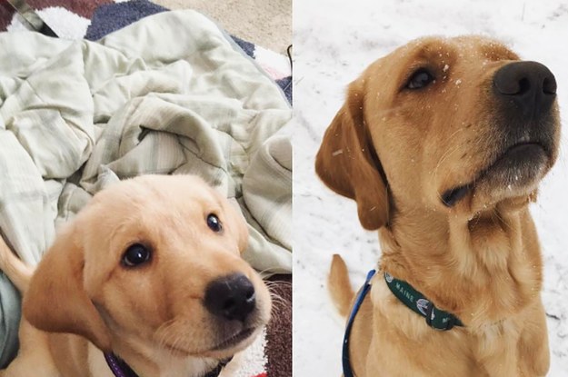19 Pictures Of GrownUp Puppies That Will Make You