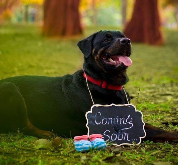 "I was told by family, friends and even my doctor to get rid of my dogs, that my baby came first," she wrote.