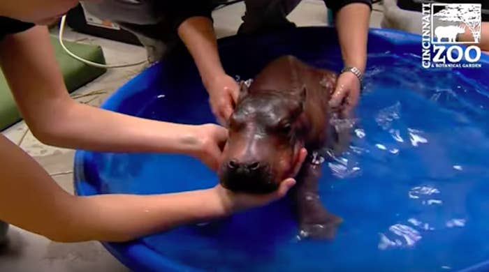 6週間早く産まれた小さなカバの赤ちゃん 動物園が24時間体制でサポート