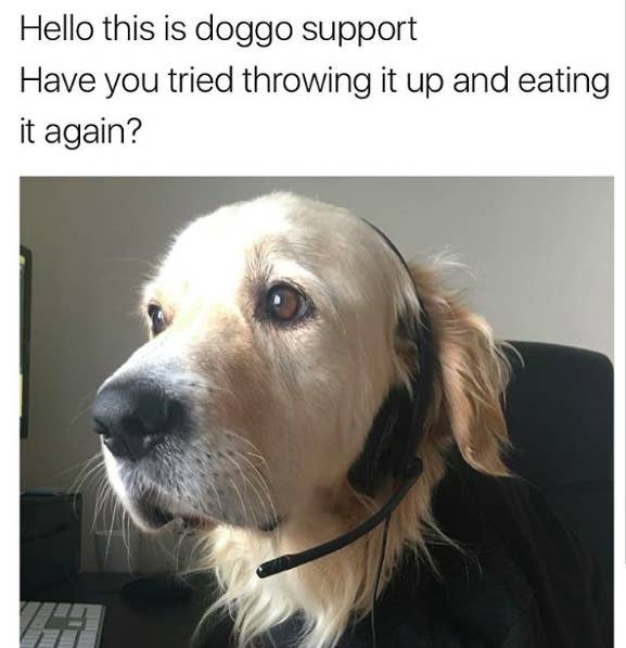 19 Dog Memes That Will Warm Your Heart