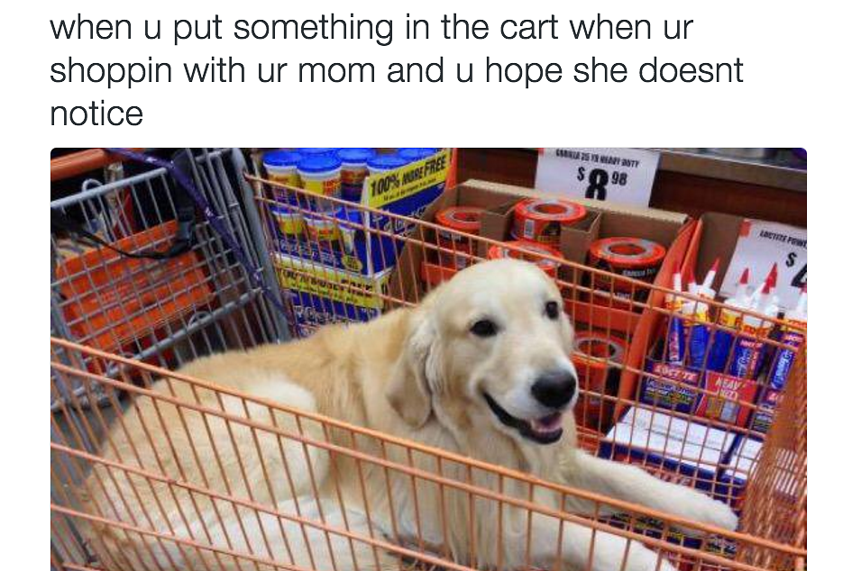 19 Dog Memes That Will Warm Your Heart