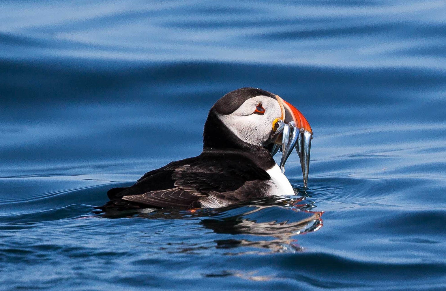 A puffin near the Farne Islands.